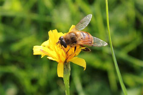 hoverfly