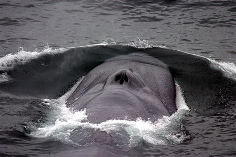 blue whale