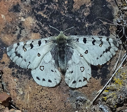 Parnassius smintheus.jpg