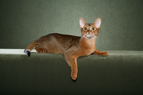 Abyssinian_1.jpg