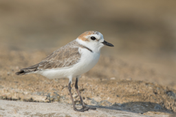 white-faced_plover.png